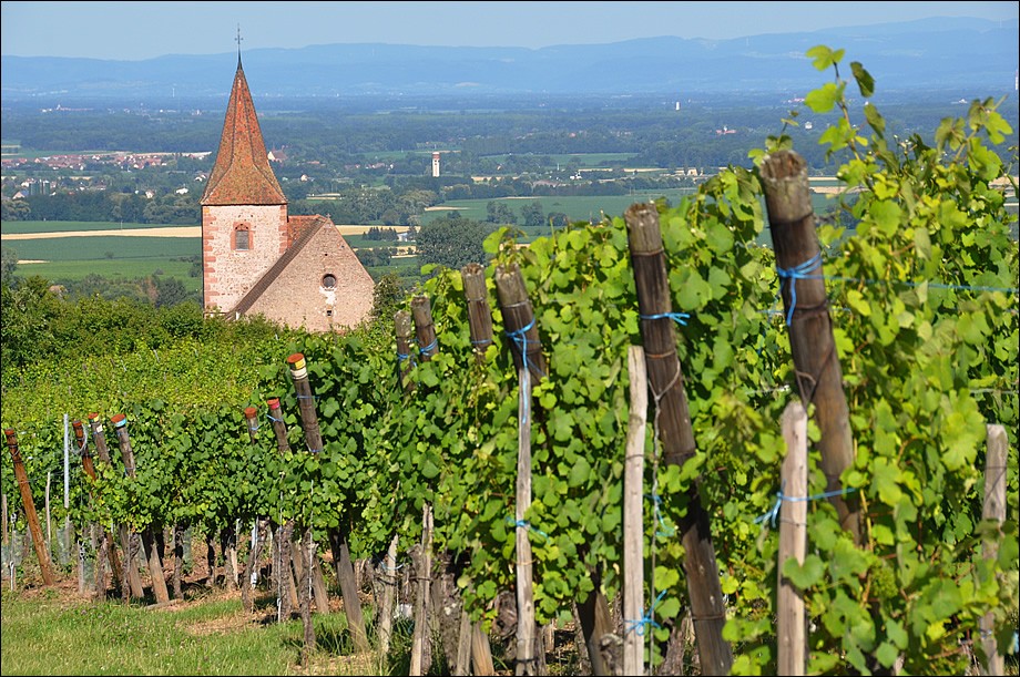 wineyard